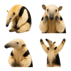 Sweet Anteater Emoji