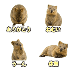 (Emoji)Happy Animal_Quokka Wallaby6