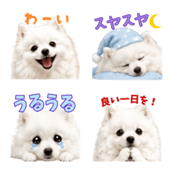 White Angel Japanese Spitz Emojis