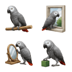 Burung Beo Abu-Abu Afrika 3D