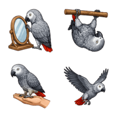 Burung Beo Abu-Abu Afrika
