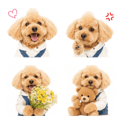 Kuru the Mohawk Toy Poodle