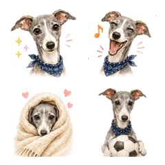 Everyday Italian Greyhound Life