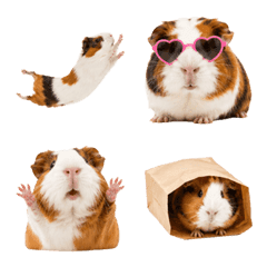 Happy Guinea Pig Emoji