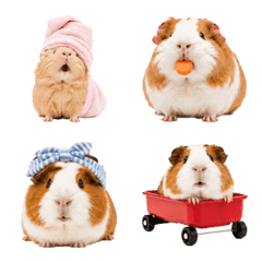 Guinea Pig Party