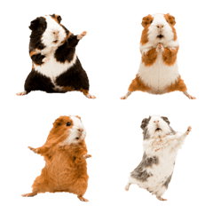 Guinea Pig Dance
