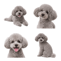 Silver Poodle Mood
