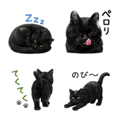 my black cat