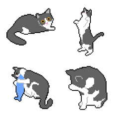 Hachiware neko kawaii