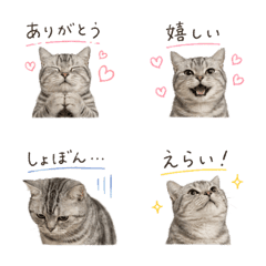 Anytime American Shorthair