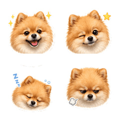 Pomeranian Friends C