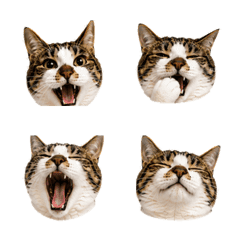Kuro the Cat Everyday Reactions2