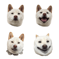 Shibainu SHIRO!