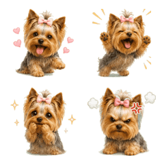 Everyday Yorkshire Terrier Life: Everyda