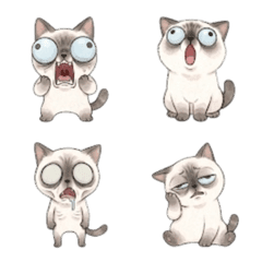 Naughty Siamese cat Pipi