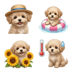 Daily Fluffy Maltese Toy Poodle Summer