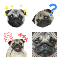 Pug Paradise Emoji
