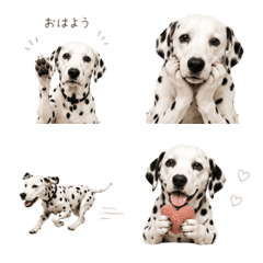 Dalmatian Life Everyday Use