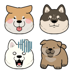 Chubby shiba inu