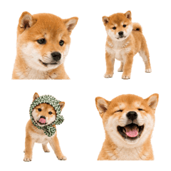 Baby Shiba Moments