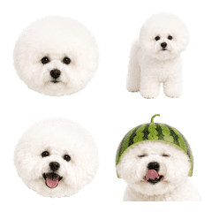 ビションフリーゼの毎日