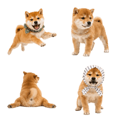 Shiba Puppy Reactions