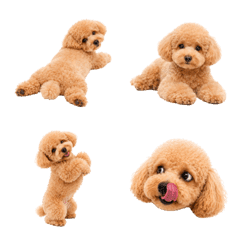 Happy Apricot Toy Poodle