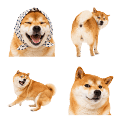 柴犬の毎日