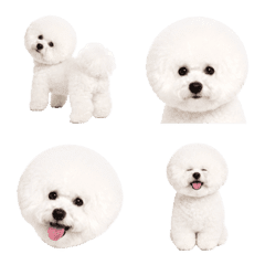Bichon Frise Moments