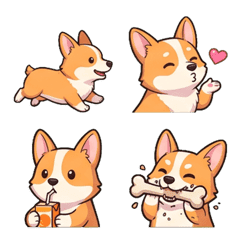 Corgi daily life
