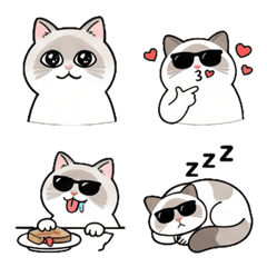 Ragdoll cat Xiao Bu makes its debut!