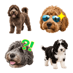 Lovely Australian Labradoodle