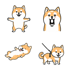 shibainu daily simple