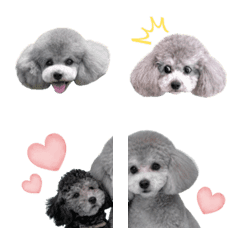 トイプードル　いちくん　絵文字