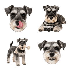 Happy Mini Schnauzer