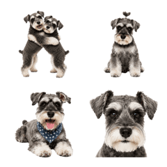 Mini Schnauzer Reactions