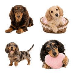 Dachshund Mood