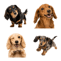 Mini Dachshund Reactions