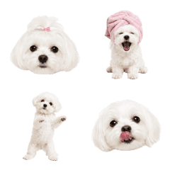 Fluffy Maltese