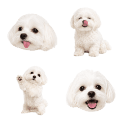 Maltese Reactions