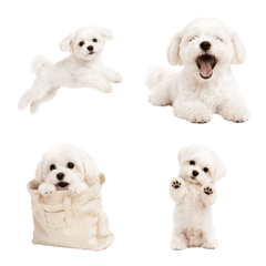 Maltese Smiles