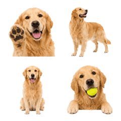 Golden Retriever Reactions