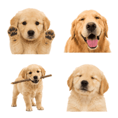 Golden Retriever Time