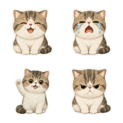 Exotic Shorthair Paper Cut 1A