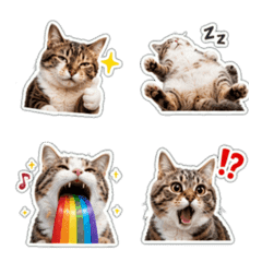 Funny & Cute Realistic Cat Stickers2