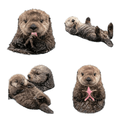 baby sea otter
