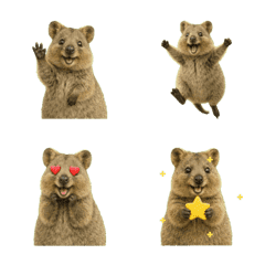 (Emoji)Happy Animal_Quokka Wallaby7