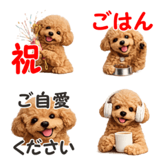 A gluttonous dog: Toy Poodle edition fix