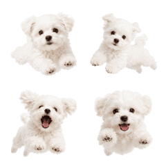 Jumping Maltese