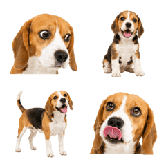 Beagle Life